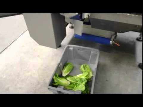 TT450: Tail cutting Romaine lettuce - YouTube