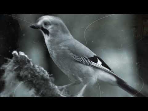 نماهنگ مرغ شب شاعر و خواننده سروش آینه آهنگ و تنظیم فرهاد برنجان