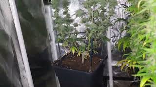 Jack herer week 9 and 5 flower, cheese glookies week 6 flower, pot of gold week 3 flower.