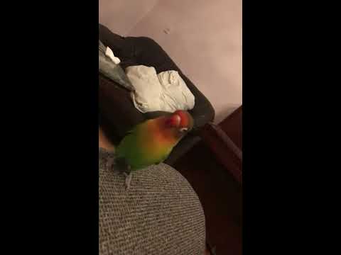 განუყრელი თუთიყუში ჩარლი ● Lovebird Parrot Charley ● Неразлучник Попугай Чарли