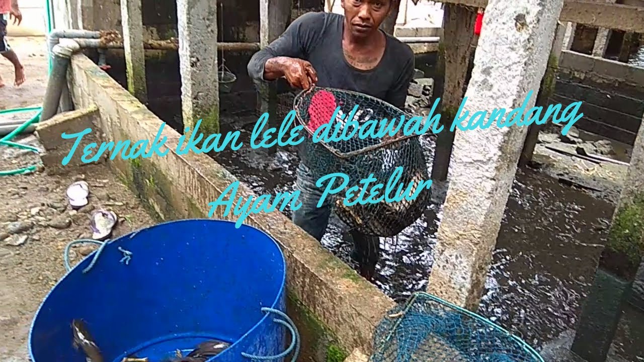 #Longyam Cara beternak ikan lele di bawah kandang Ayam Petelur | Info