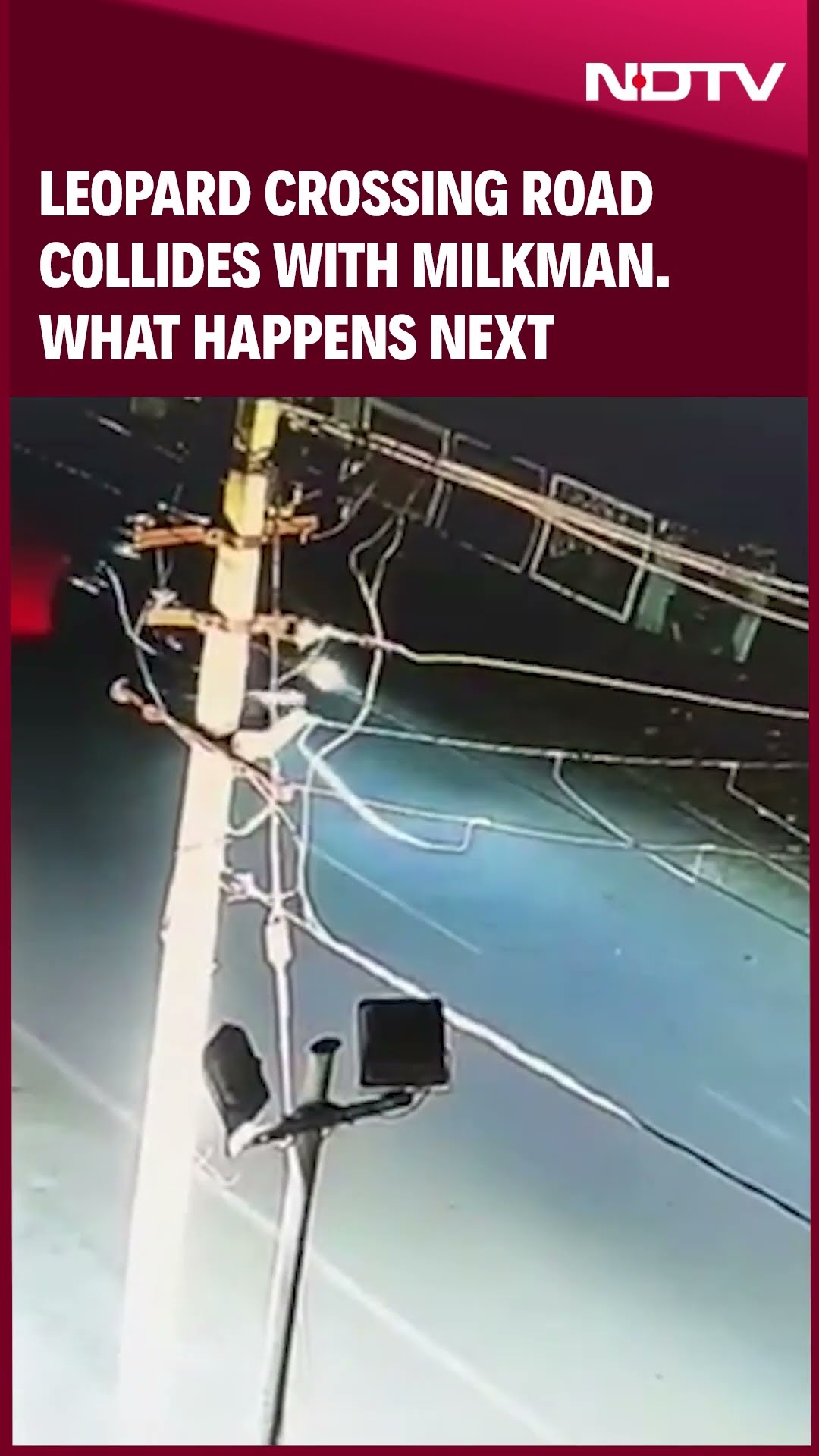 Rajasthan News | Leopard Crossing Road Collides With Milkman. What Happens Next