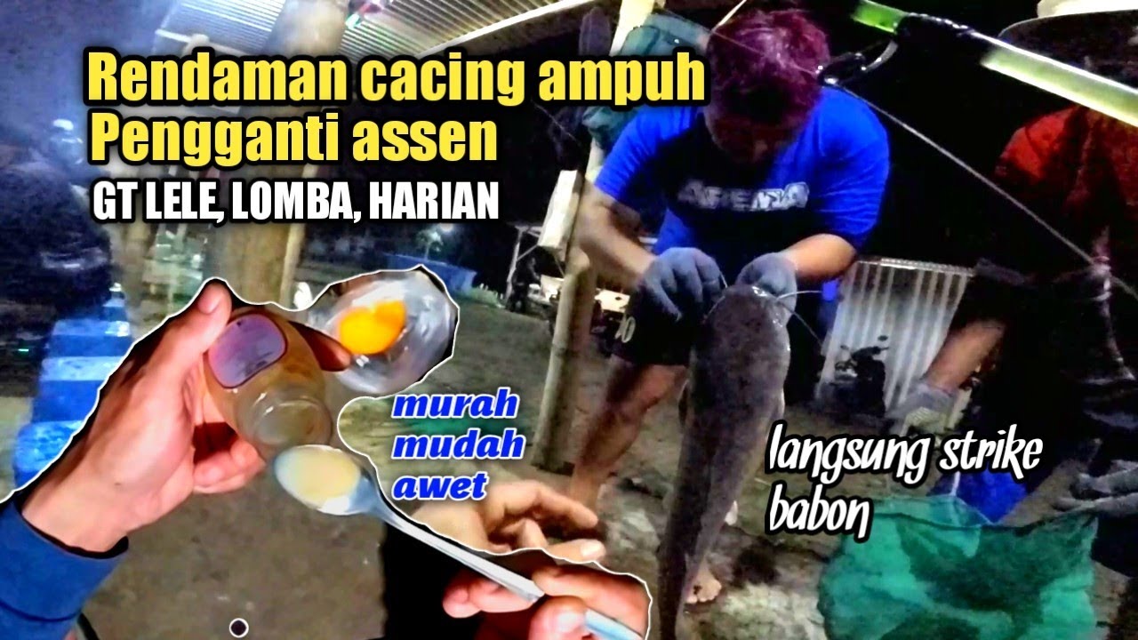 Terbaru! Rendaman cacing ampuh tidak kalah dengan essen | umpan lele galatama, lomba dan harian
