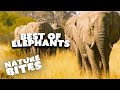 Exploring the Enchanting World of Elephants- Unforgettable Moments Unveiled