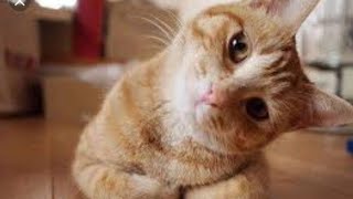 Cute Cats:  cute compilations  of cats and kittens by Cute Pet 19 views 3 years ago 2 minutes, 12 seconds