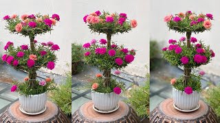 Create Beautiful Small Portulaca Grandiflora | Moss Rose Bonsai With The Easiest Way