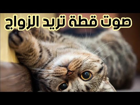 صوت قطة تريد الزواج