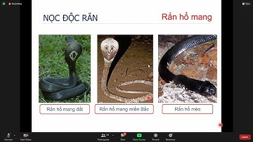 ĐỘC CHẤT HỌC LÂM SÀNG -  CÁC CHẤT CÓ NGUỒN GỐC ĐÔNG VẬT - BUỔI 4