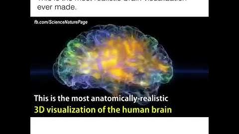 This is the most realistic brain visualization ever made