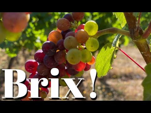 Video: Hvilke druer modnes først?