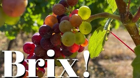 How we determine when grapes are ripe