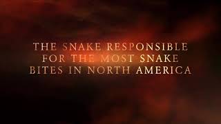 Southern Copperhead Trailer