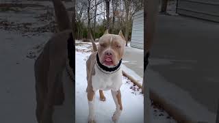 dogo argentino vs American bully xxl size #pitbull #petshub #dogbreed #americanbully #dog