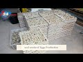 Quail farming 11,070 Eggs Production for my 2nd weeks sales!!!