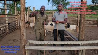 every farmer must watch practical master plan of zero grazing in goats  ( total zero grazing )