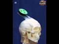 Hockey Strike on Ballistic Dummy | Slow Motion Impact Test.