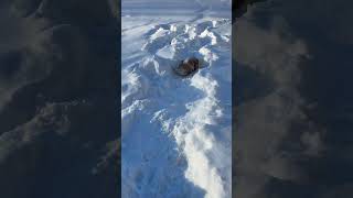 Bulldog Enjoys a Playful Roll in the Snow