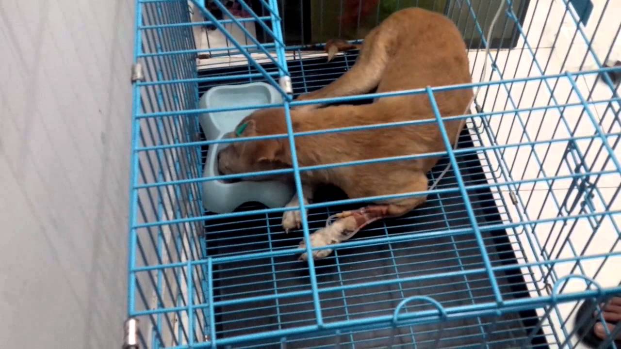 Kejang pada Anjing part 2 