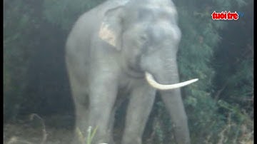 Voi rừng “né” hàng rào điện, ra phá hoại hoa màu của người dân