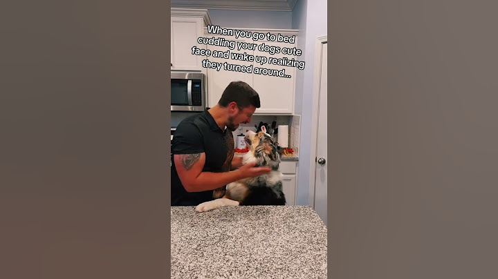 Well… this is awkward #hadesjaznateadventures #theaussiefam #funny #aussies #dogs #comedyvideo