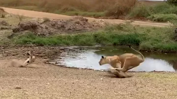 Lion fails to catch gazelle in epic safari footage