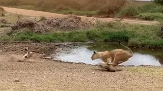 Lion fails to catch gazelle in epic safari footage screenshot 5