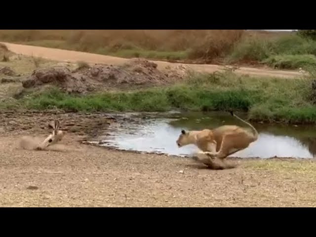 Lion fails to catch gazelle in epic safari footage class=