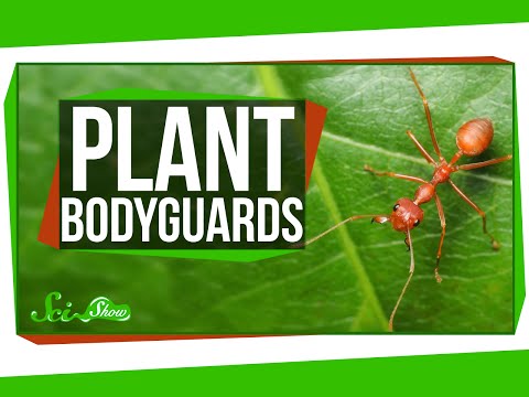 How Plants Attract Bodyguards