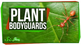 How Plants Attract Bodyguards