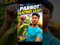 Ajj Hamne Mitthu ko Kya diya 😱 ? Mini Vlog #parrot #parroteating #minivlog #ytshorts