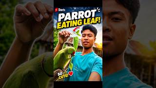 Ajj Hamne Mitthu ko Kya diya 😱 ? Mini Vlog #parrot #parroteating #minivlog #ytshorts