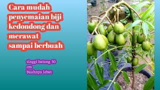Cara semai biji kedondong dan merawat sampai berbuah