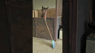 Horse Helps Sweep the Floor