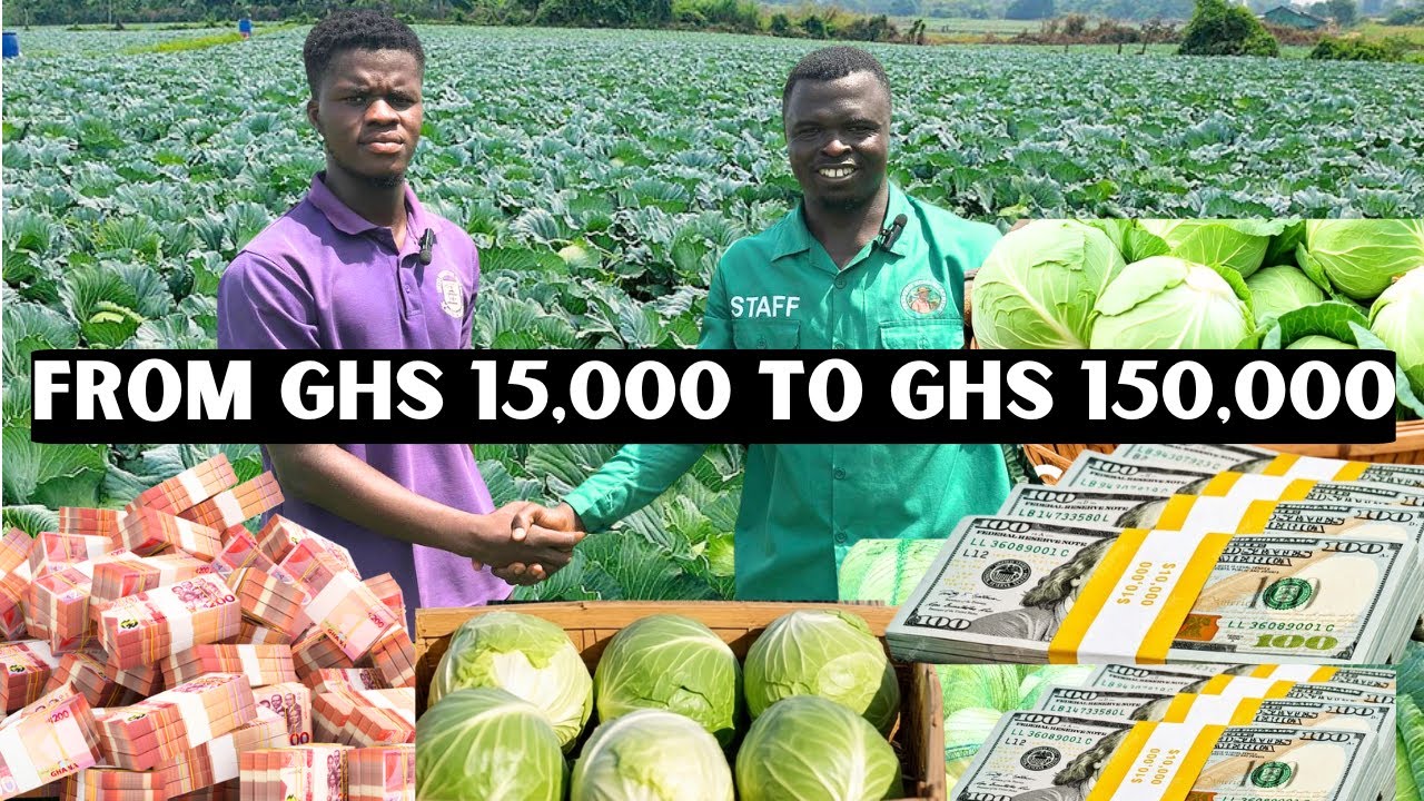 GH₵ 150,000 Profit from GH₵ 15,000 Investment! The Incredible Story of a 23 Year Old Cabbage Farmer!