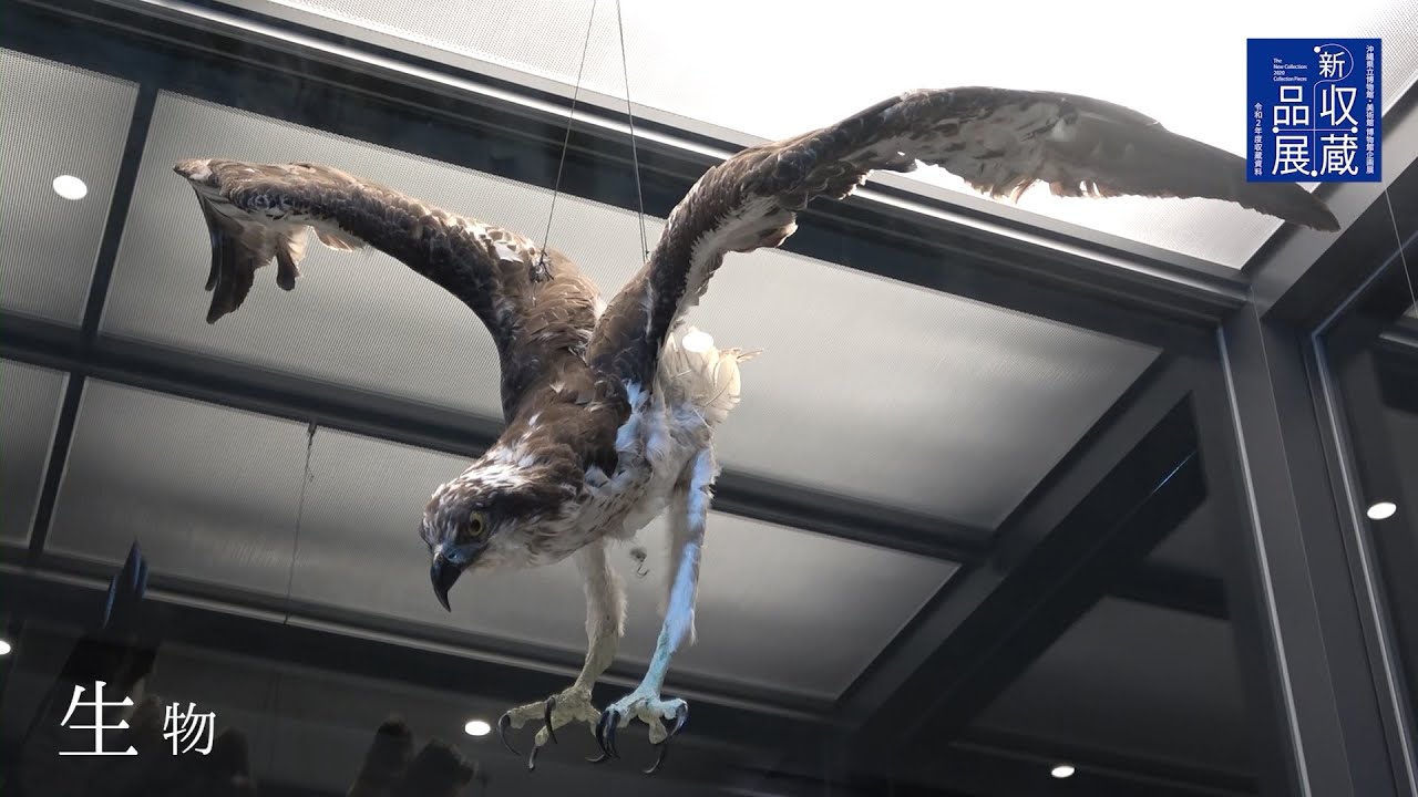 新収蔵品展ー令和2年度収蔵資料― | 展覧会 | 沖縄県立博物館・美術館