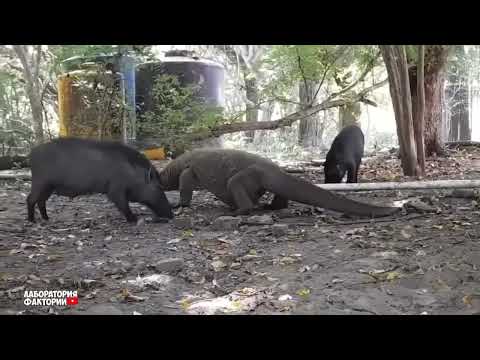 Такого Никто Не Ожидал! Случаи С Животными 1 на Миллион Снятые на Камеру