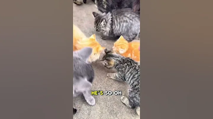 Video 11527221: cats catlover kitten kitties, kitten cat first, lazy kitten, kitten playing