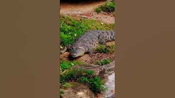 Guess The Weight Of This 🐊Crocodile 🤔 ।। #nature #trending #shorts #viral @naturegallery_