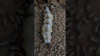 Download Lagu Fakta Unik Ratu Rayap 😱 #Raturayap #termitetreatment #termitecontrol #pembasmihama MP3 Download Lagu Fakta Unik Ratu Rayap 😱 #Raturayap #termitetreatment #termitecontrol #pembasmihama MP3