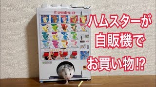 幼稚園 7月号 付録 でハムスターと遊んでみた♪セブンティーンアイス