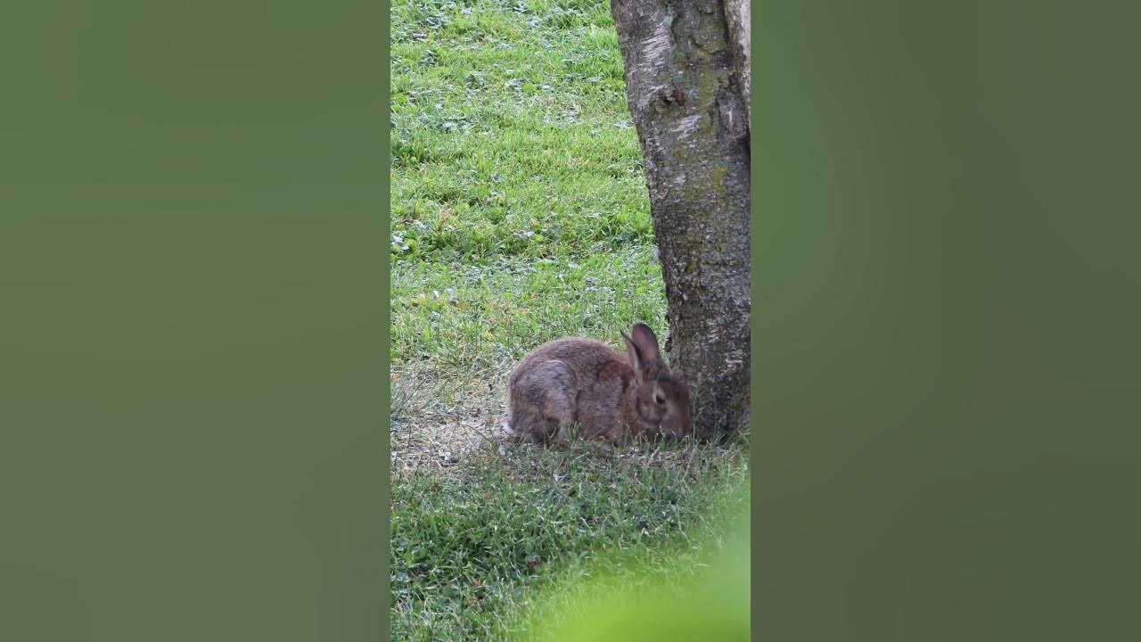 North American Cottontail Rabbit eating breakfast - YouTube