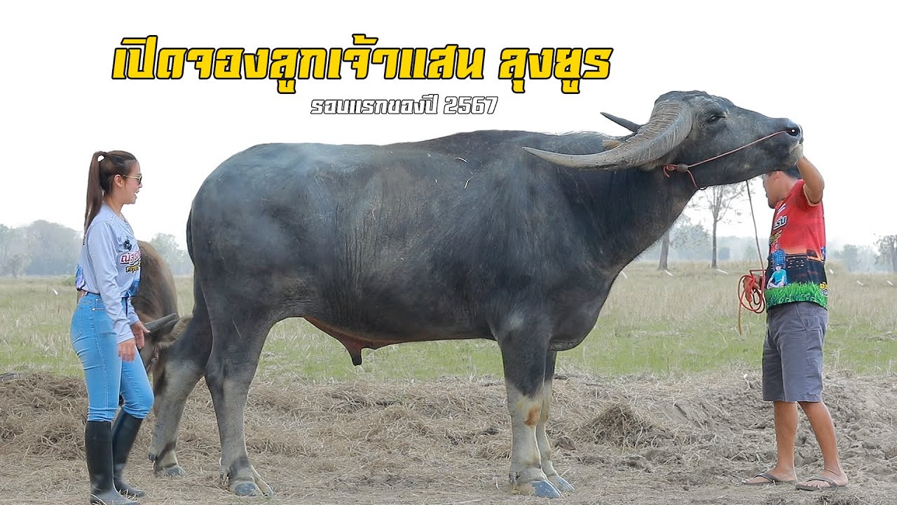 เปิดจองลูกเจ้าแสน ลุงยูร ครั้งแรกของปี พิเศษเฉพาะเทปนี้เท่านั้น โทร. 063-662-4859 (พี่เอก ลูกลุงยูร)