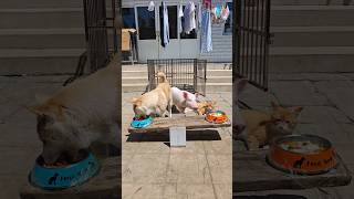 Pigs and dogs eat on a seesaw#dog #pig
