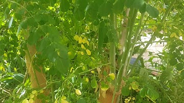 Rau chùm ngây không phải ai cũng ăn được