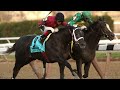 Derby Dreams: Honor Code and Cairo Prince