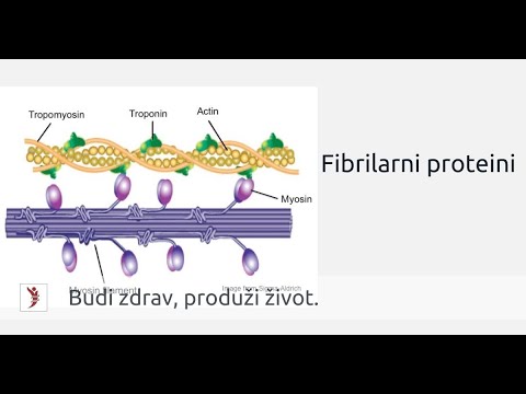 Fibrilarni proteini