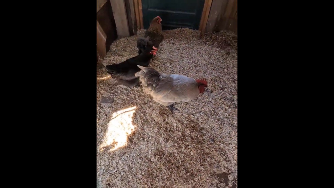 JM vs Peewee round 2