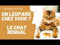 Le chat bengal un lopard chez vous 