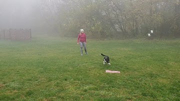 Deni - Graduation of running contact foundation class by Katarina Podlipnik