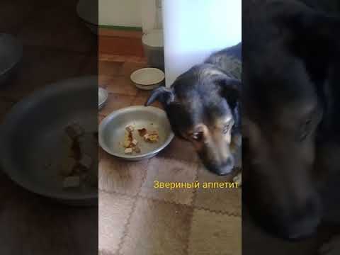 Видео: Лечение на остеомиелит при кучета